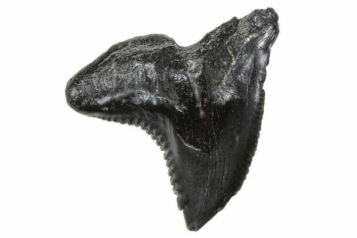Large, Snaggletooth Shark (Hemipristis) Tooth - South Carolina #375862